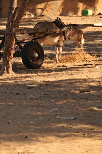 Senegal-DSC_6904.jpg